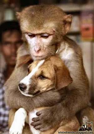 monkey