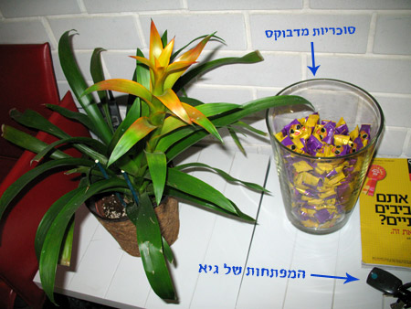 סוכריות מדבוקס!